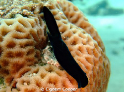 yellow lipshield slug by Cigdem Cooper 